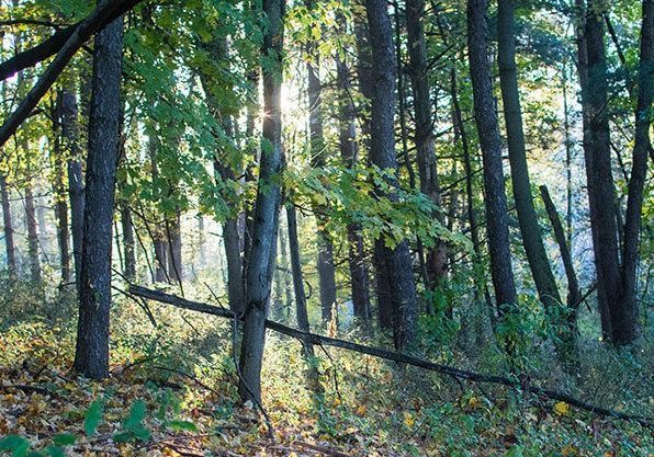 Conservation_ConsultingForestry