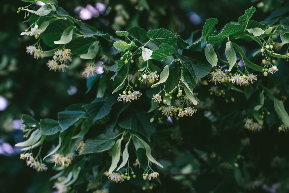 Woman Showing Compassion