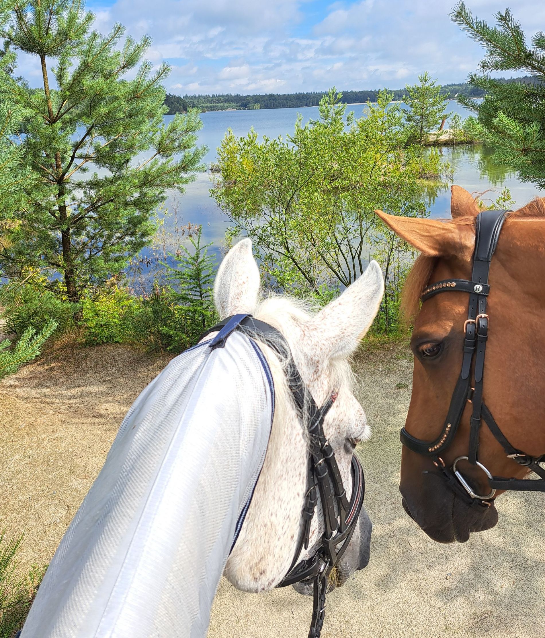 coachen met compassie - paardencoaching Two horses are standing next to each other in front of a body of water. Gasselterveld in Gasselte, Drenthe, The Netherlands