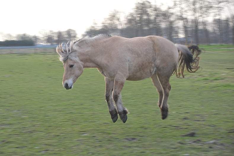 Een paard springt in de lucht in een veld.