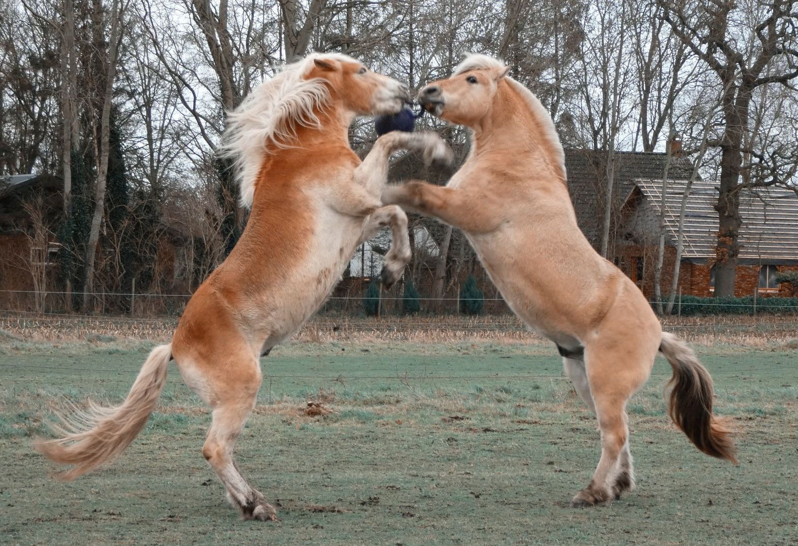 Stoeiende paarden, steigerende paarden in de wei, Fjord, Haflinger