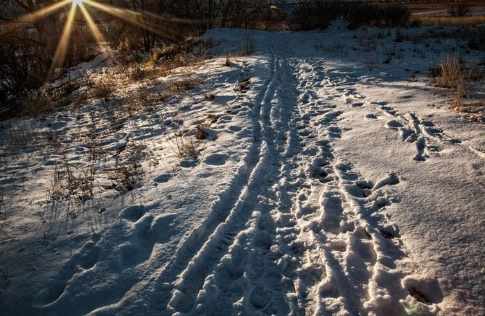 The sun is shining through the snow and there are footprints in the snow