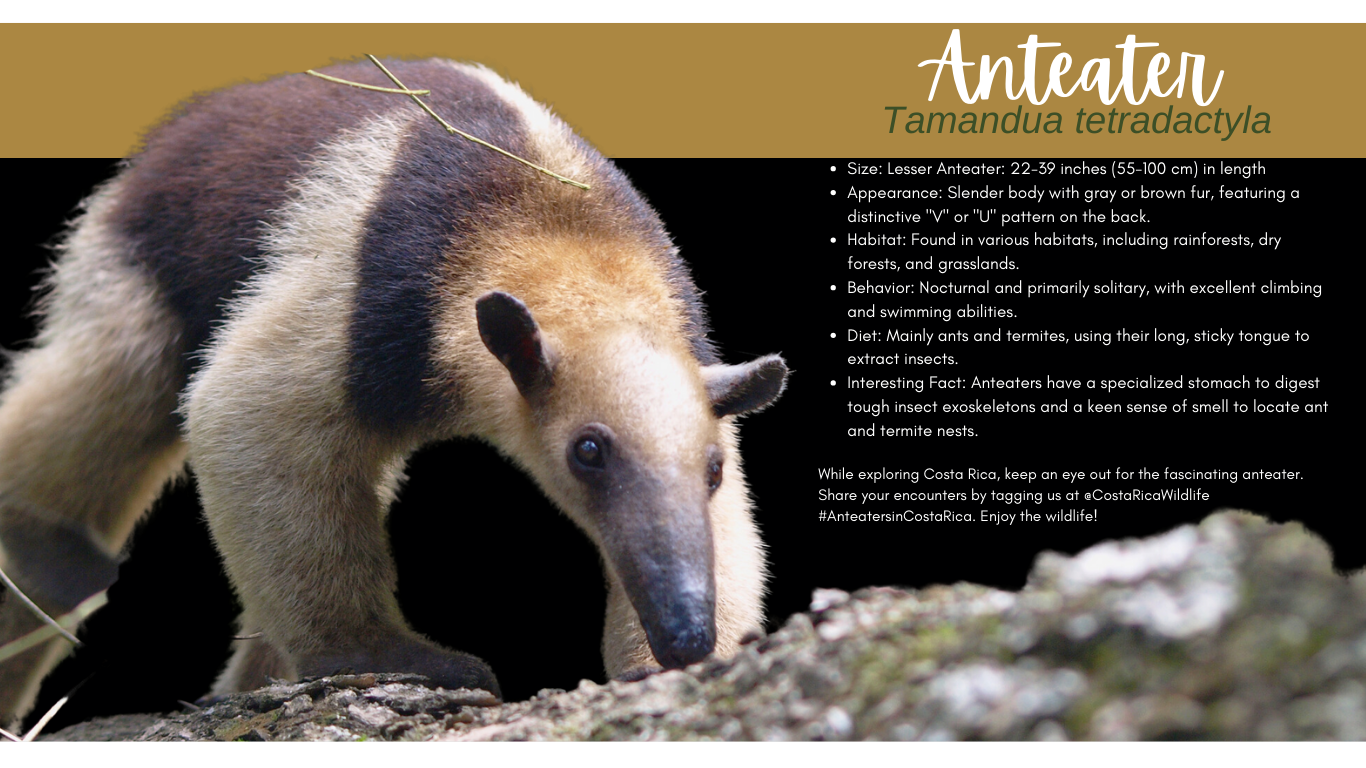 Anteater