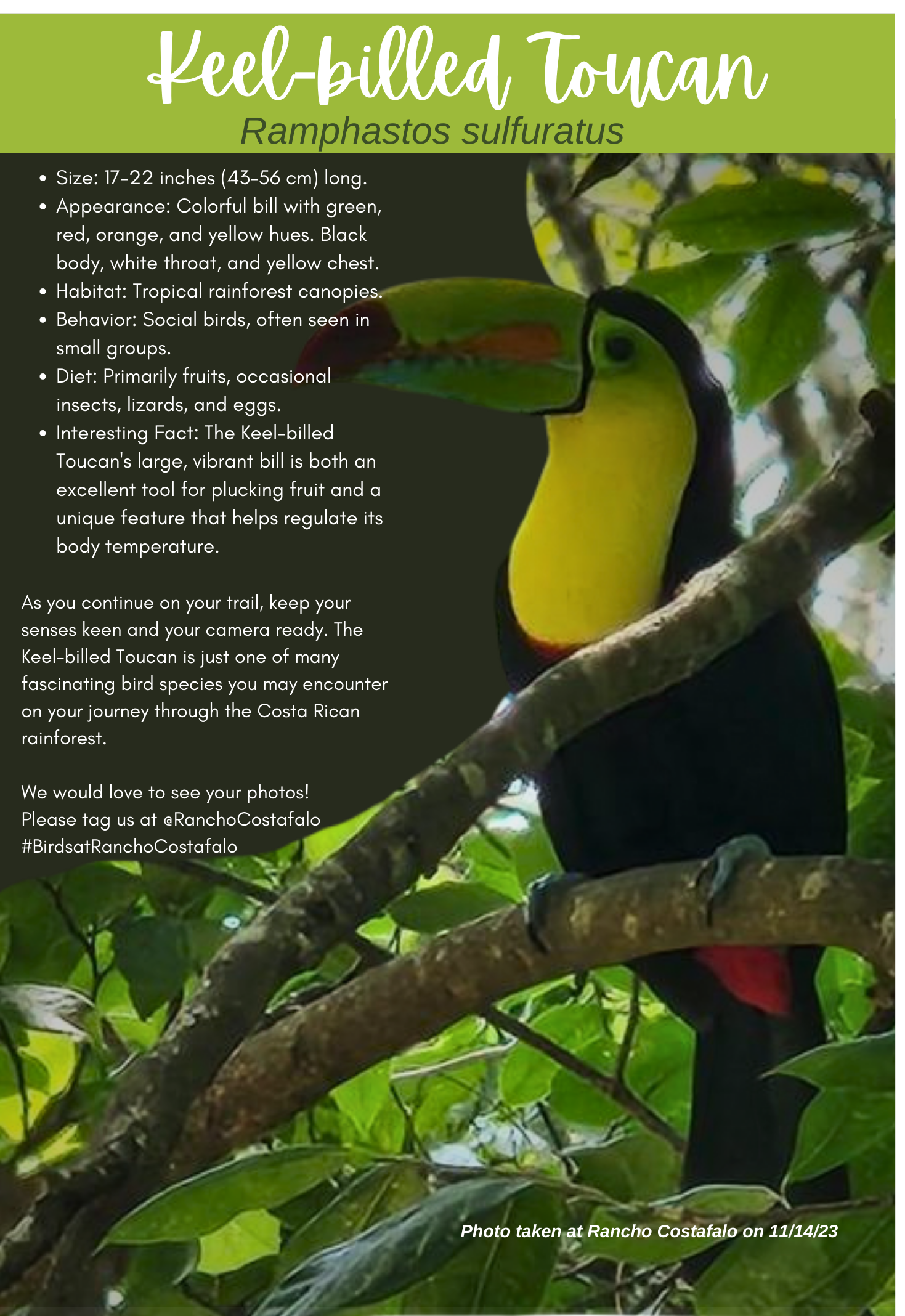 Keel-Billed Toucan