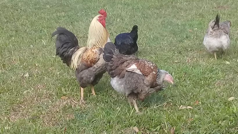 chickens