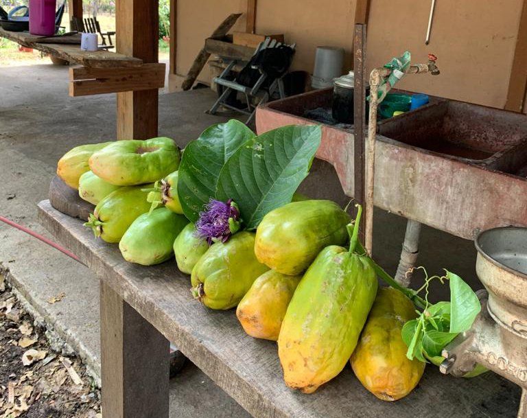 Bananas, Plantains, Mangos, Avocados, Oranges, Plums, Papayas, Guava, and Cocoa are just some of our plantings on the Property