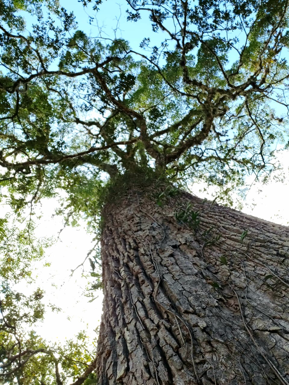 200 year old tree rancho costafalo costa rica