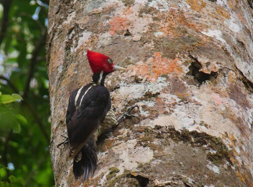 woodpecker