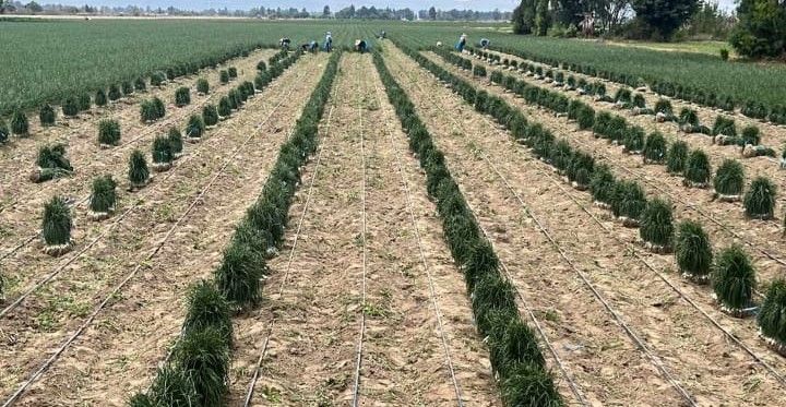 PLASTICALIDAD GOM  - MANGUERA PARA RIEGO AGRÍCOLA