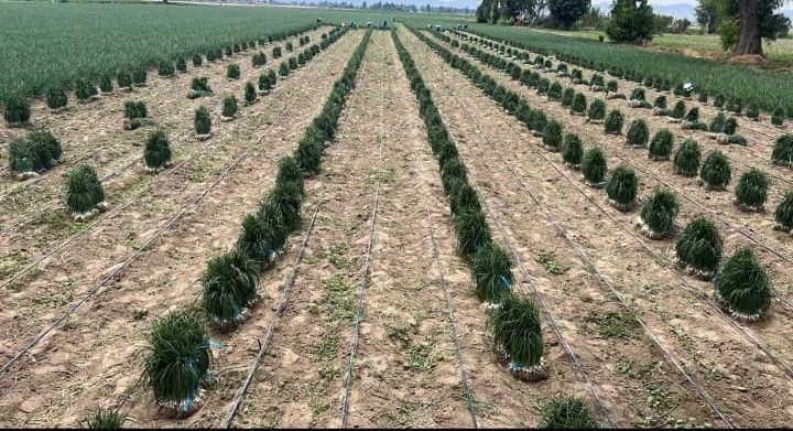 PLASTICALIDAD GOM  - SOLUCIONES PARA HOGAR