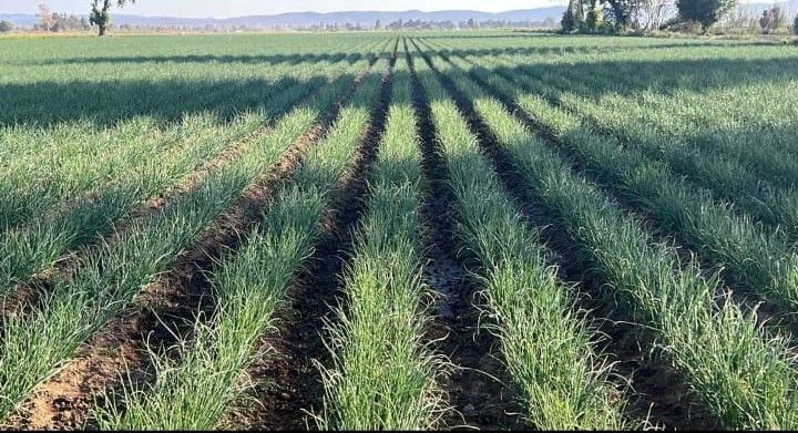 PLASTICALIDAD GOM  - SOLUCIONES PARA INDUSTRIA