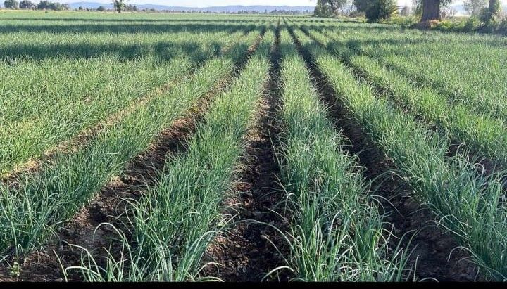 PLASTICALIDAD GOM  - SOLUCIONES PARA COMERCIO