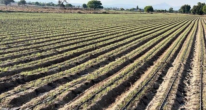 PLASTICALIDAD GOM  - SOLUCIONES PARA SECTOR AGRÍCOLA