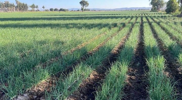PLASTICALIDAD GOM  - TU CAMPO SIEMPRE CON RIEGO