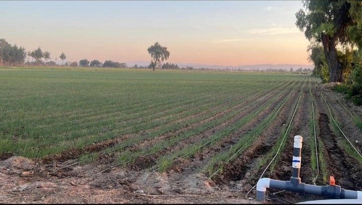 PLASTICALIDAD GOM  - RIEGO PARA EL CAMPO