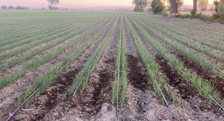 PLASTICALIDAD GOM  - TODO PARA EL RIEGO