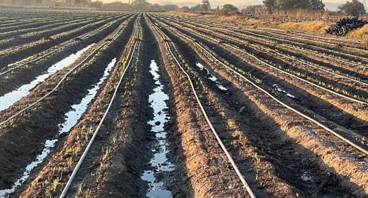 PLASTICALIDAD GOM  - RIEGO CONSTANTE