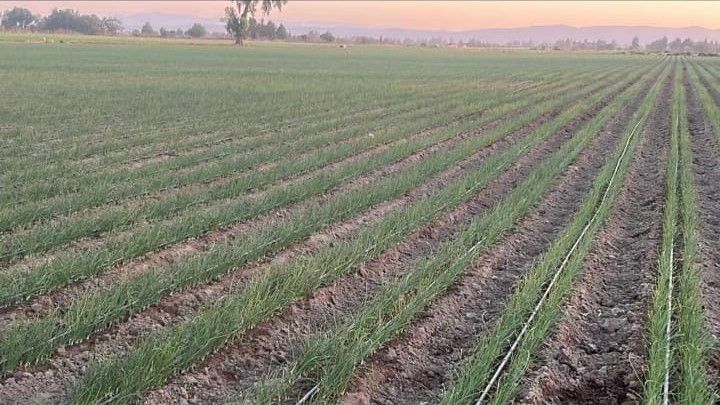 PLASTICALIDAD GOM  - MANGUERAS PARA TUS NECESIDADES