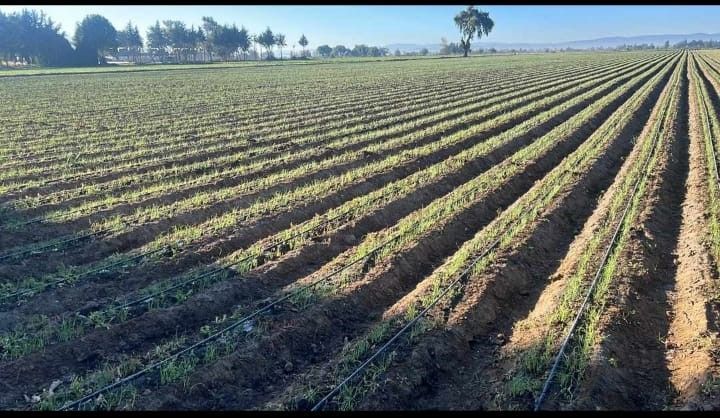 PLASTICALIDAD GOM  - MANGUERA PARA RIEGO