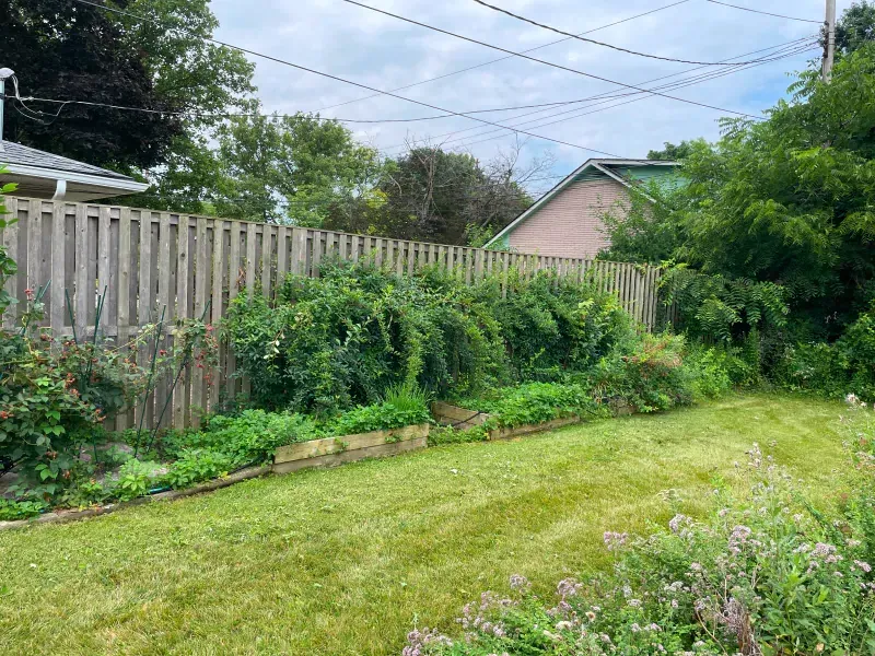 A lush green yard with a wooden fence and a house in the background.