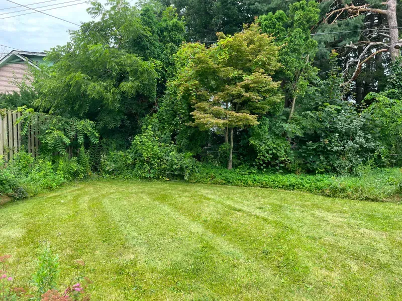 A lush green lawn is surrounded by trees and bushes in a backyard.