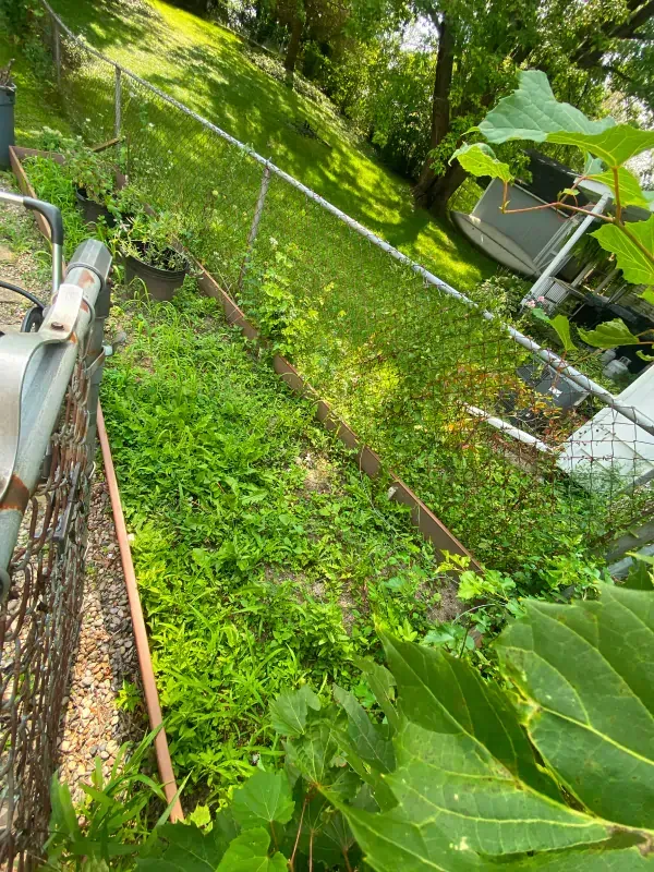 A fence with a lot of green plants growing on it.