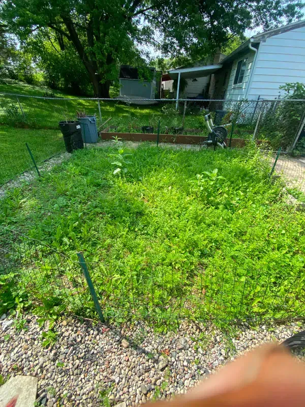 A garden with lots of green plants and a house in the background.