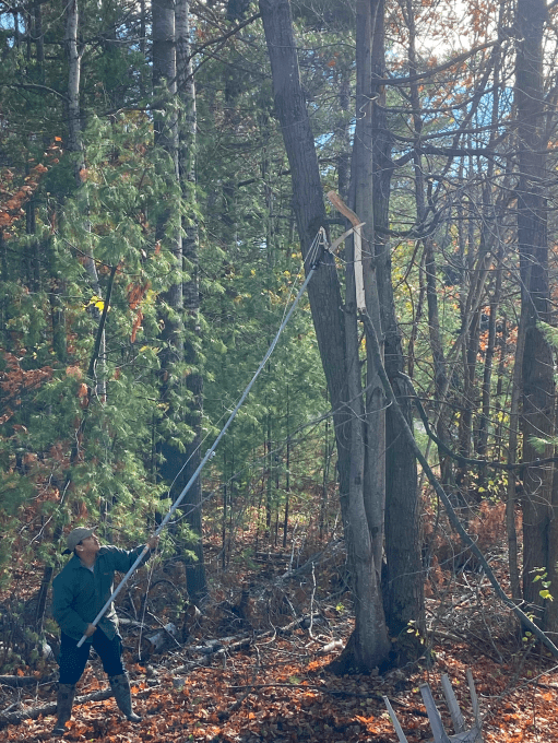 A man is cutting a tree in the woods with a chainsaw.