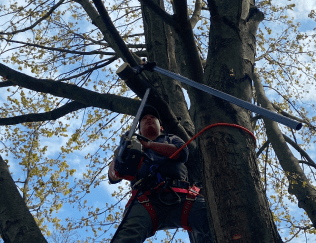 A man is cutting a tree with a chainsaw.