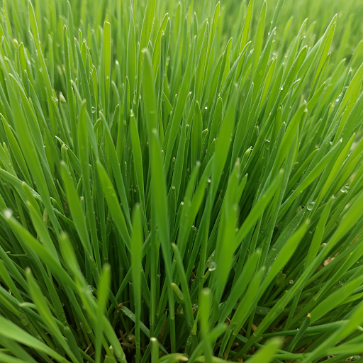 Wheatgrass