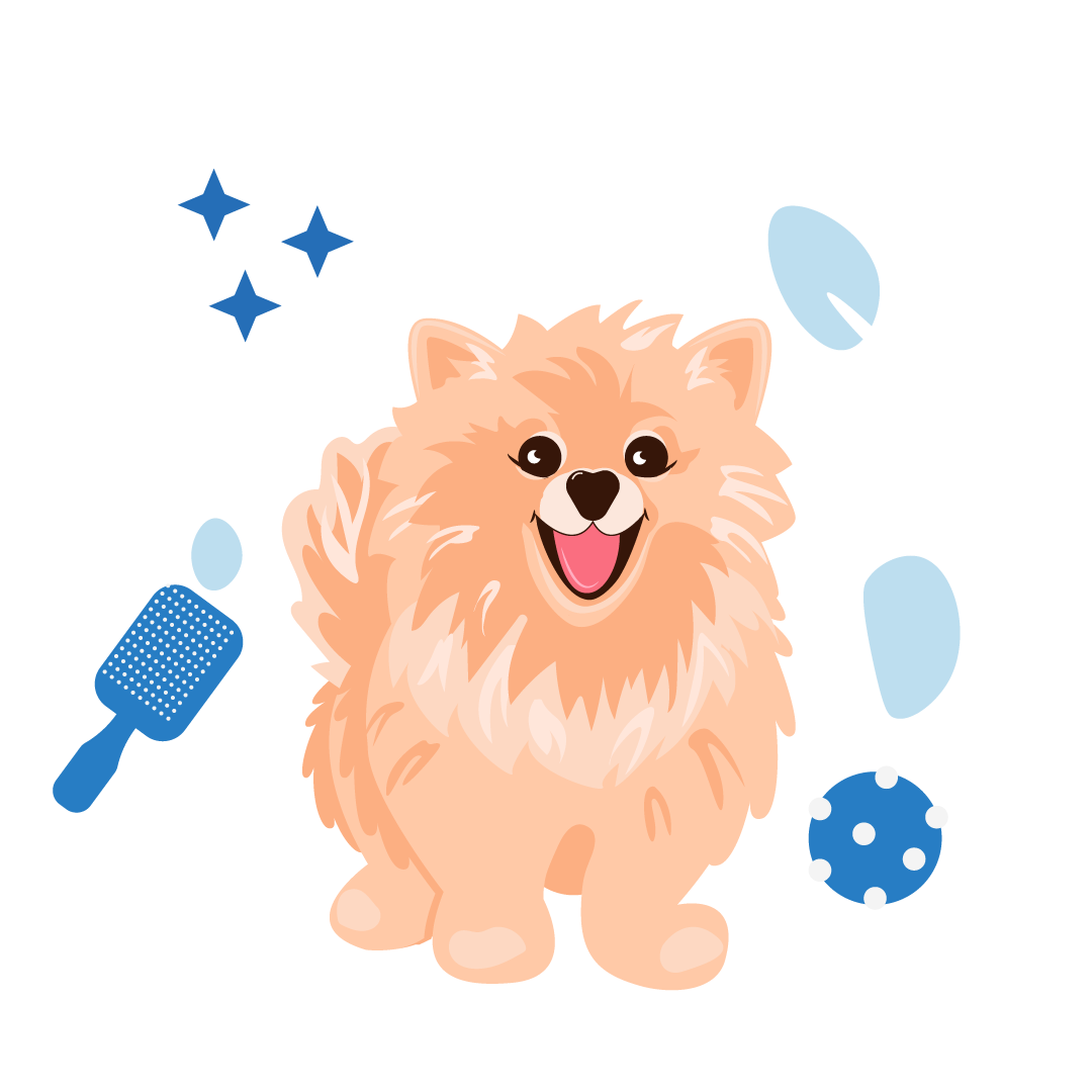 Un perro Pomerania esponjoso, de color naranja claro, sonríe, rodeado de un cepillo de aseo, una pelota azul y brillantes detalles en forma de estrellas.