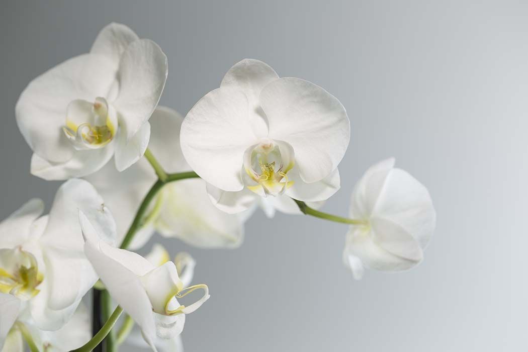 A close up of a white orchid on a gray background.
