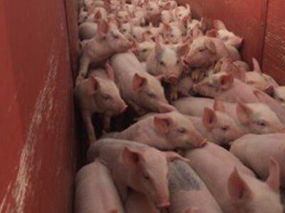 Young pink pigs packed tightly together in a red container, likely for transport.
