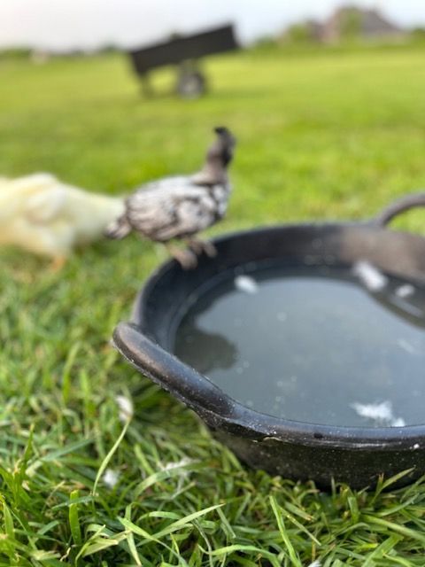 Chicken — Fort Wayne, IN — Blue Eagle Towing