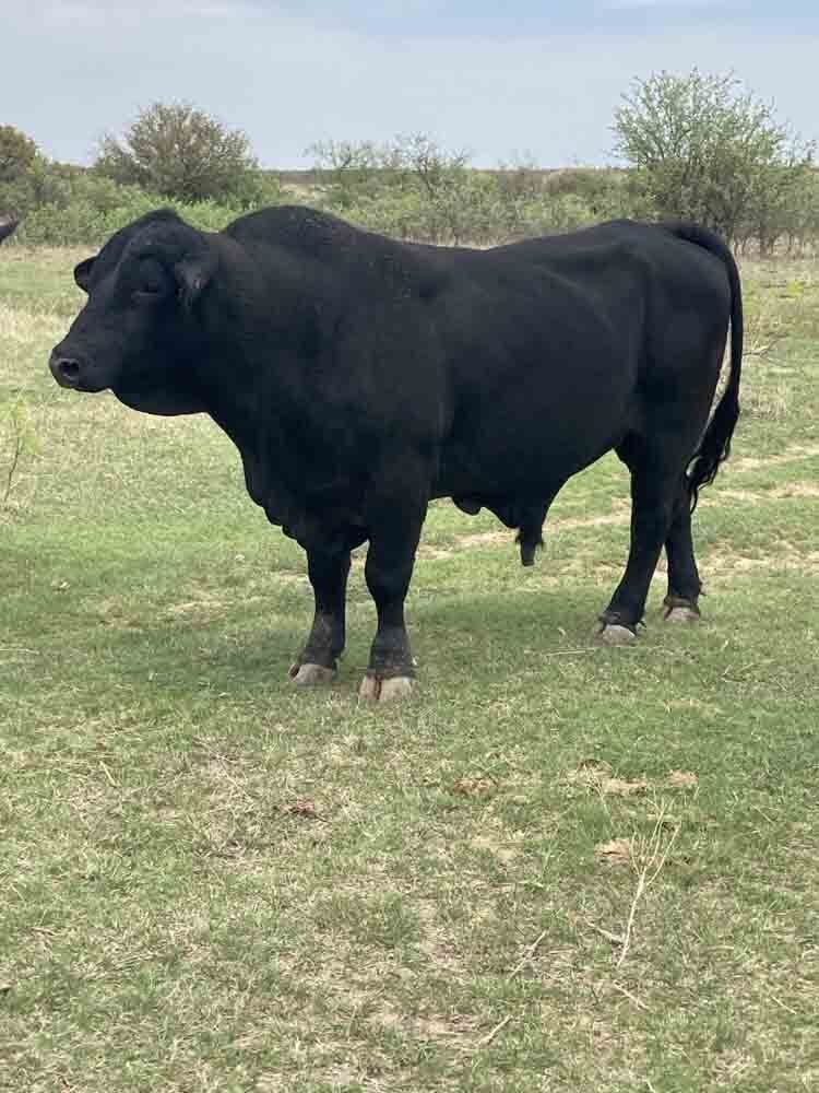 Registered Brangus Cattle Brangus Bulls for Sale in Cisco, Abilene