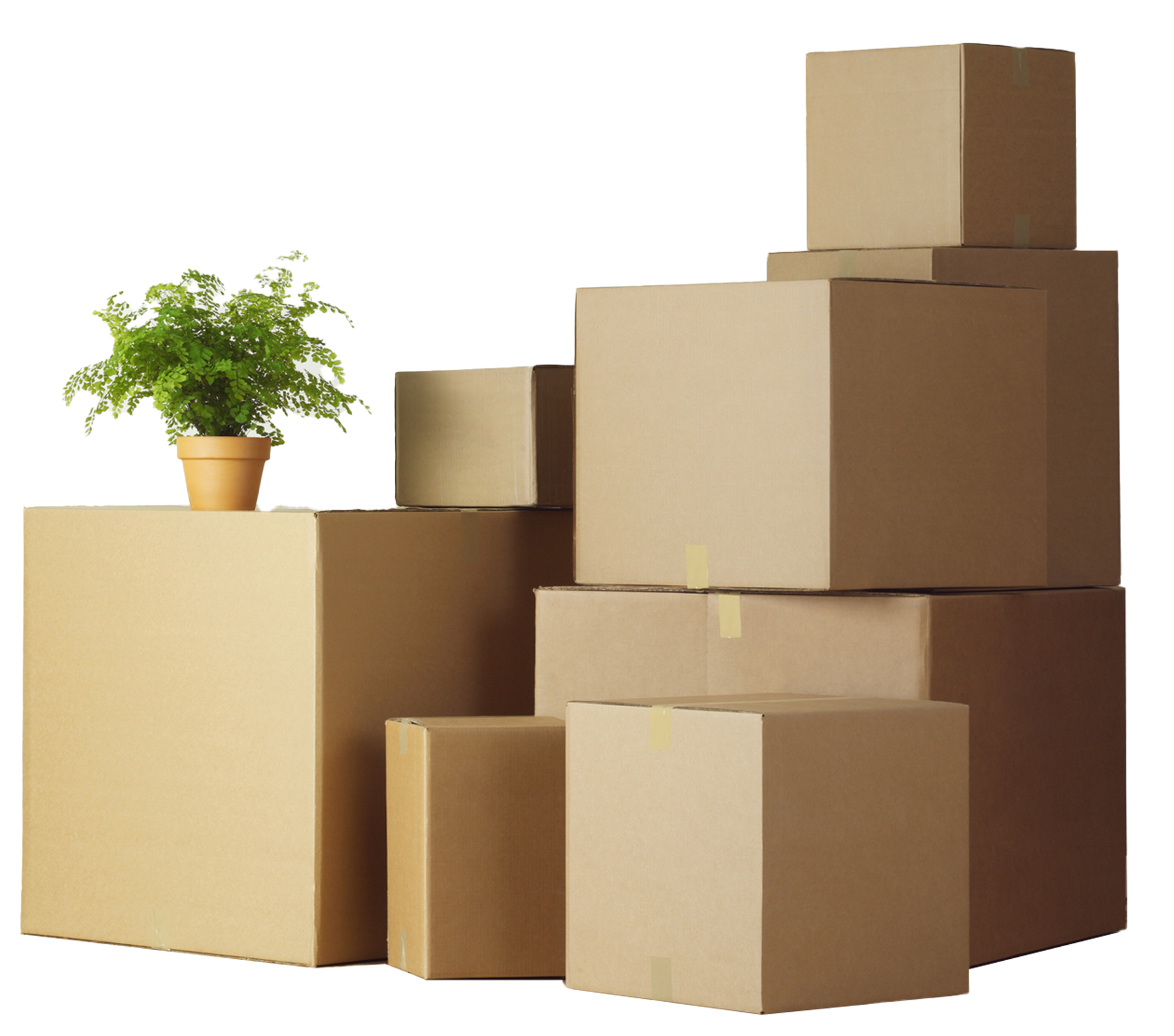 Plant Above the Box — San Francisco, CA — Celtic Moving & Storage Inc.