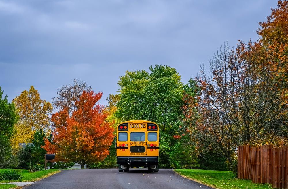 A Yellow School Bus Is Driving Down a Road Surrounded by Trees — G & D Ross Bus Charters In Bundaberg, QLD