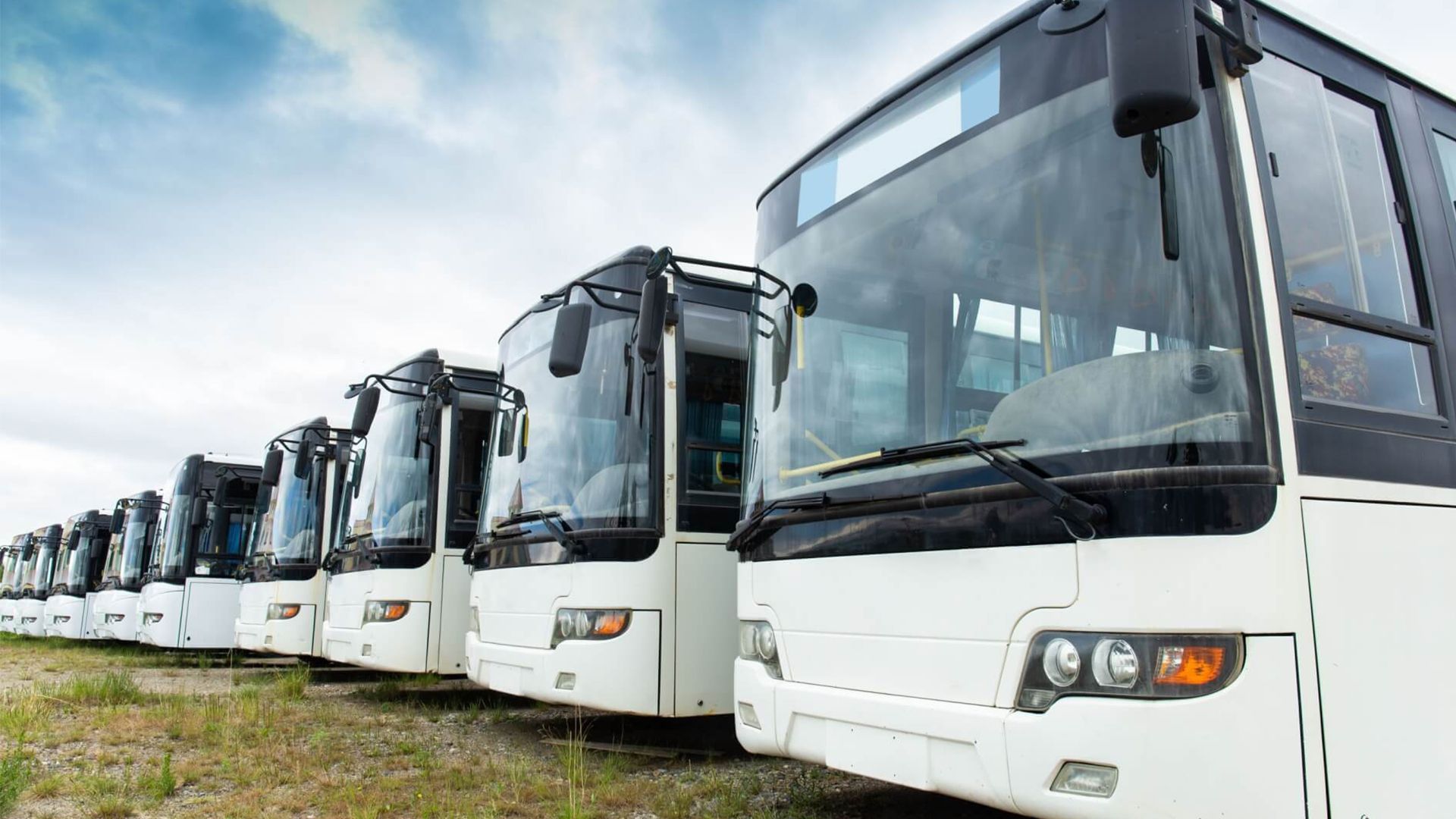 A Row of White Buses Parked Next to Each Other in A Field — G & D Ross Bus Charters In Magnolia, QLD