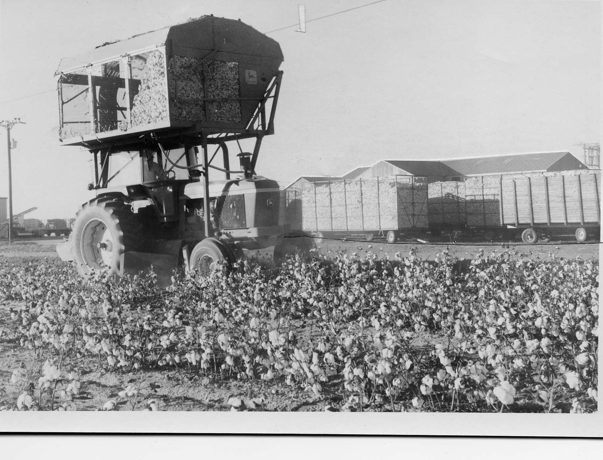early-1900s-cotton-harvester