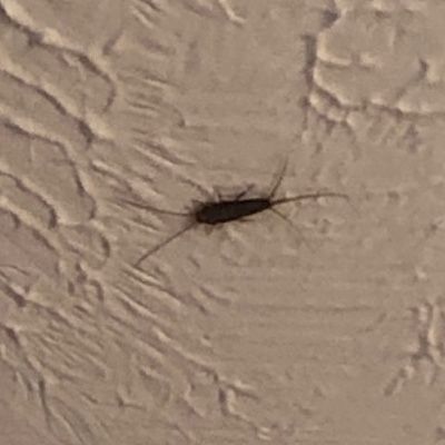 Insect — Omaha, NE — Emerald Roofing