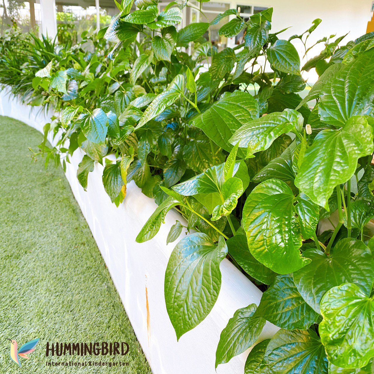 A row of green plants growing on a white wall
