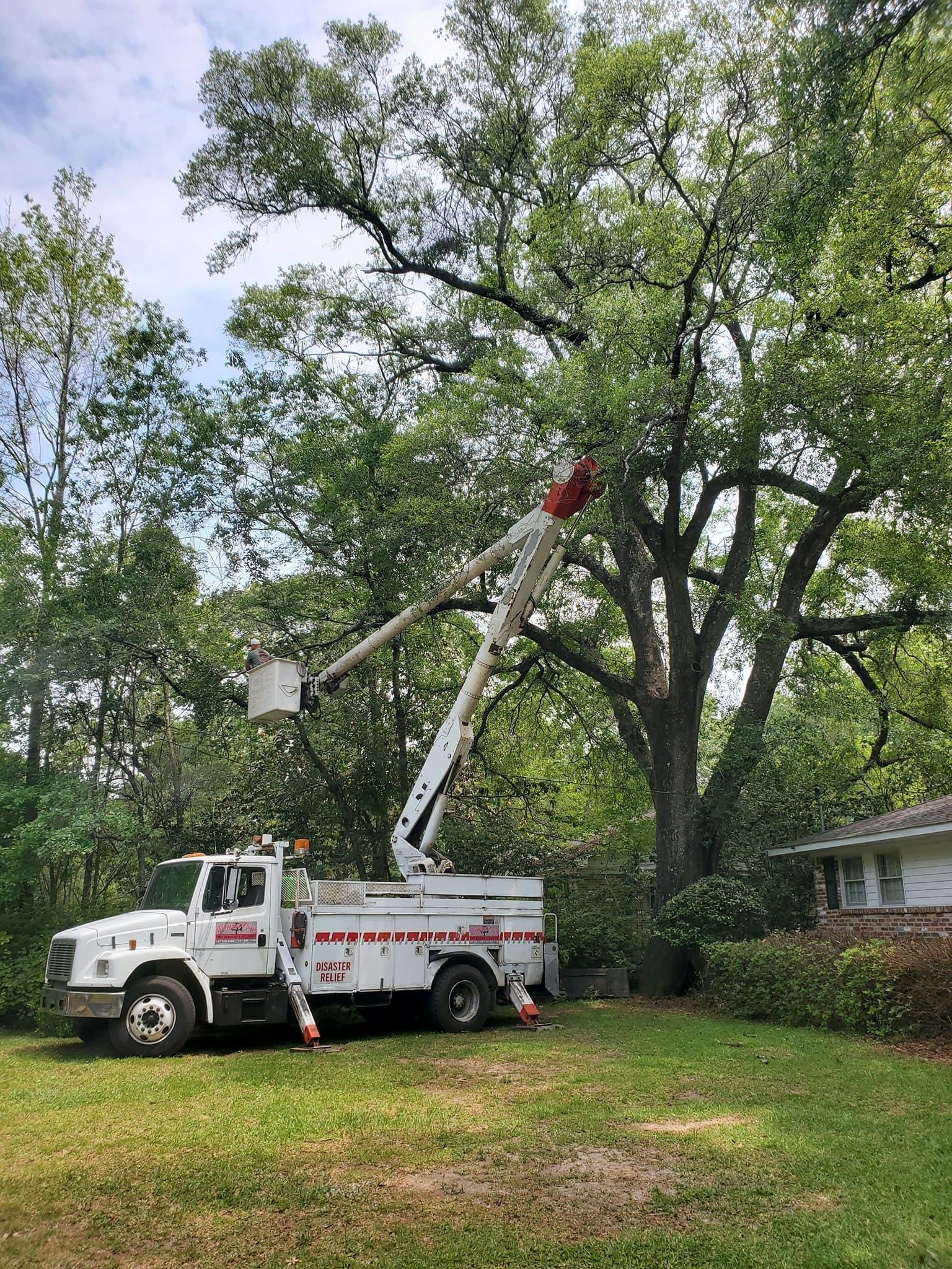 Tree Care | Heaven Sent Tree Service and Recovery