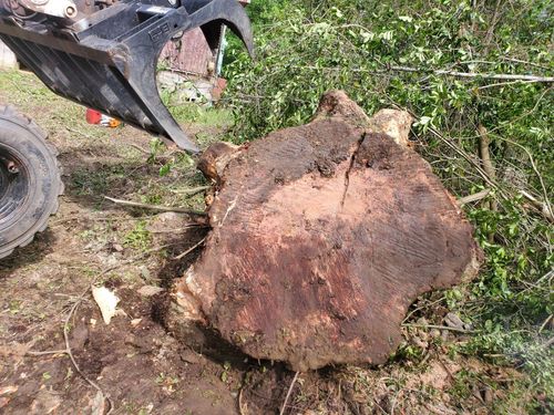 Close-up of a large tree stump with a tractor bucket lifting it.