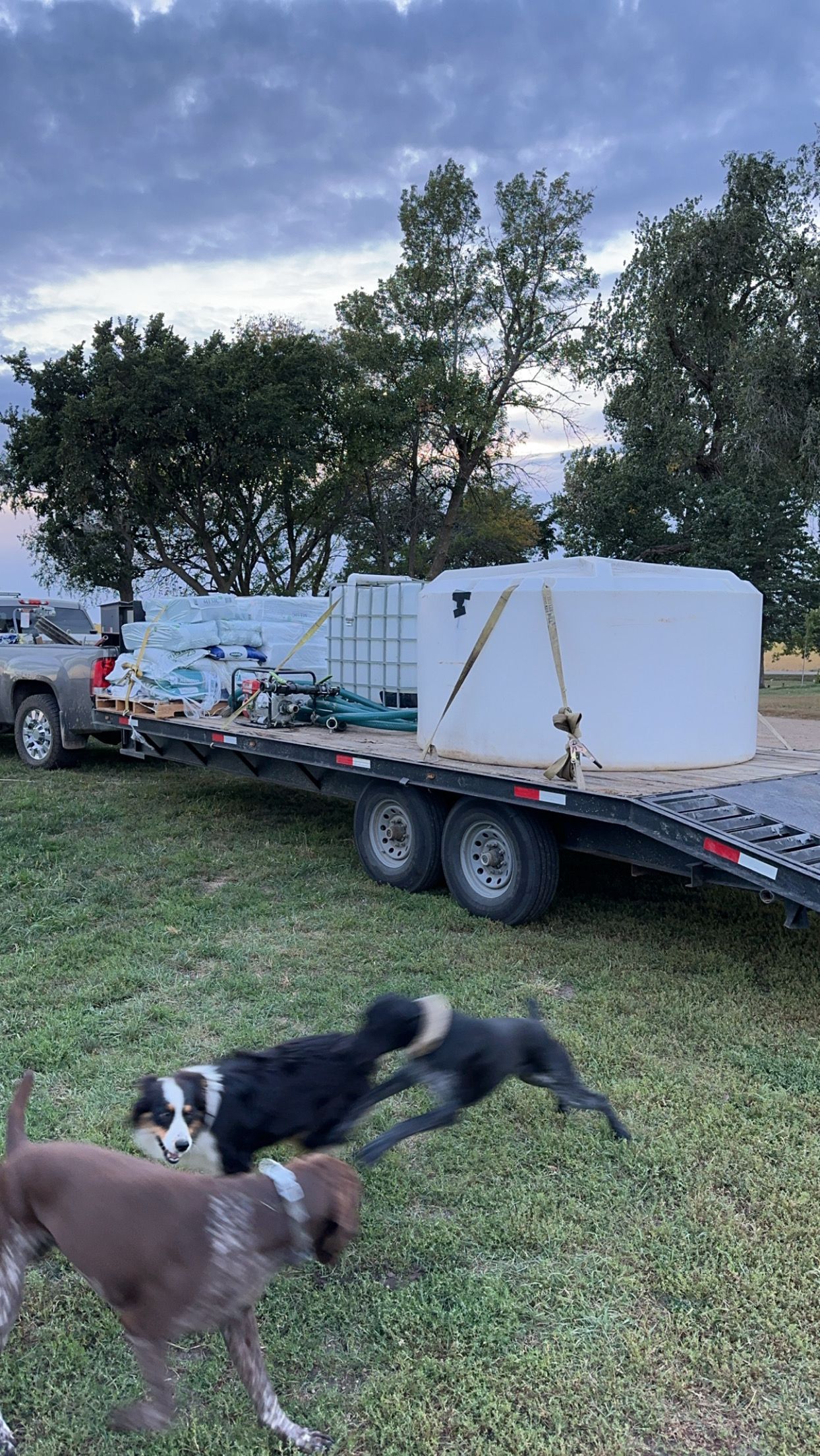 Dogs frolic in front of a flatbed trailer loaded with white water tanks and a truck, on a grassy field.