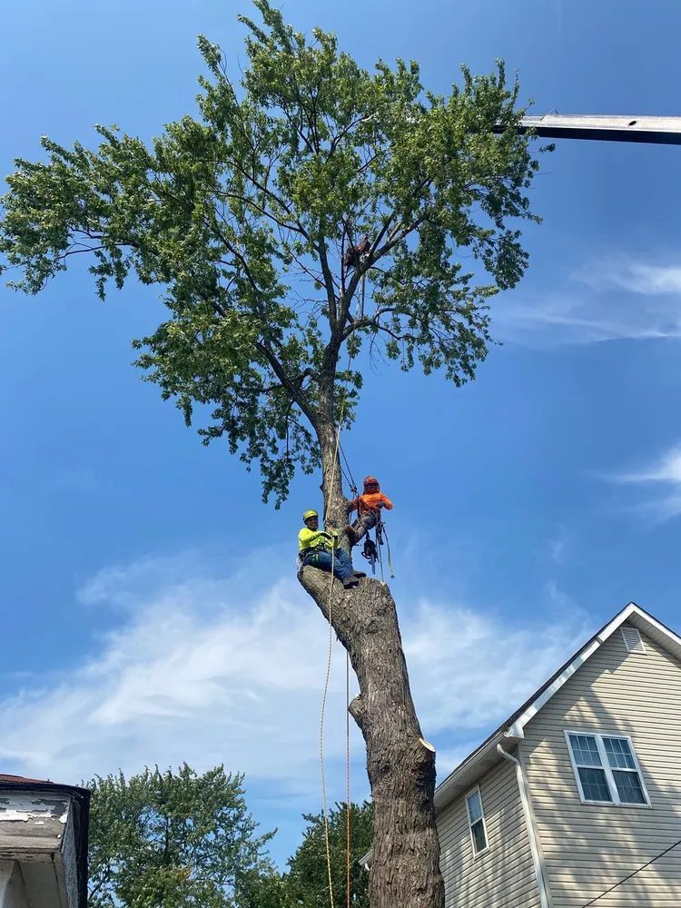 Two tree workers trimming a tall tree with safety ropes, clear blue sky.