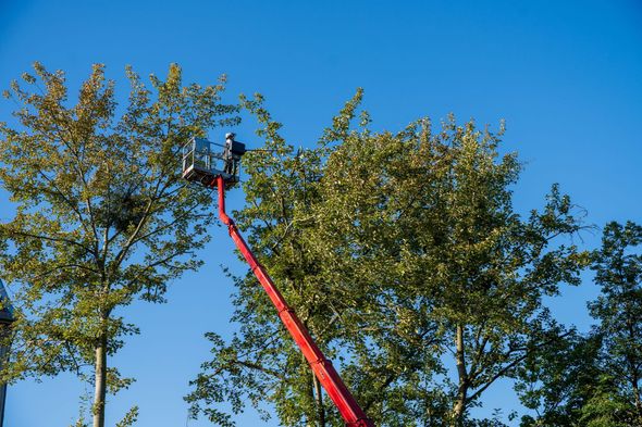 Red lift extended towards treetops, person in bucket trimming branches against blue sky.