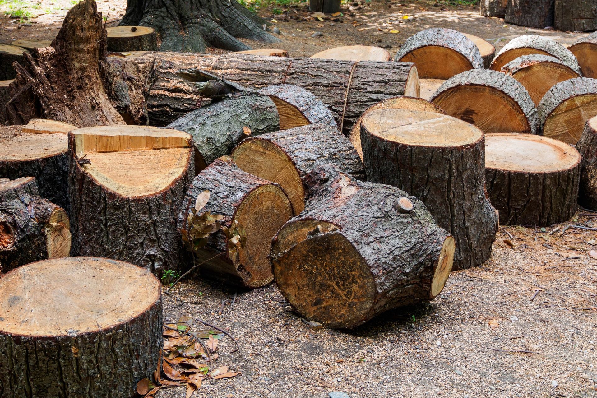 Pile of freshly cut wood logs in various sizes.
