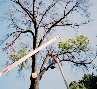 Lumberjack with saw and harness pruning a tree — Louisville, KY — Dave's Tree Surgeons