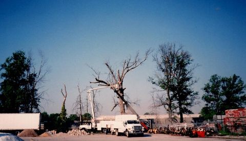 Worker cuts off the tree dry branches by chainsaw — Louisville, KY — Dave's Tree Surgeons