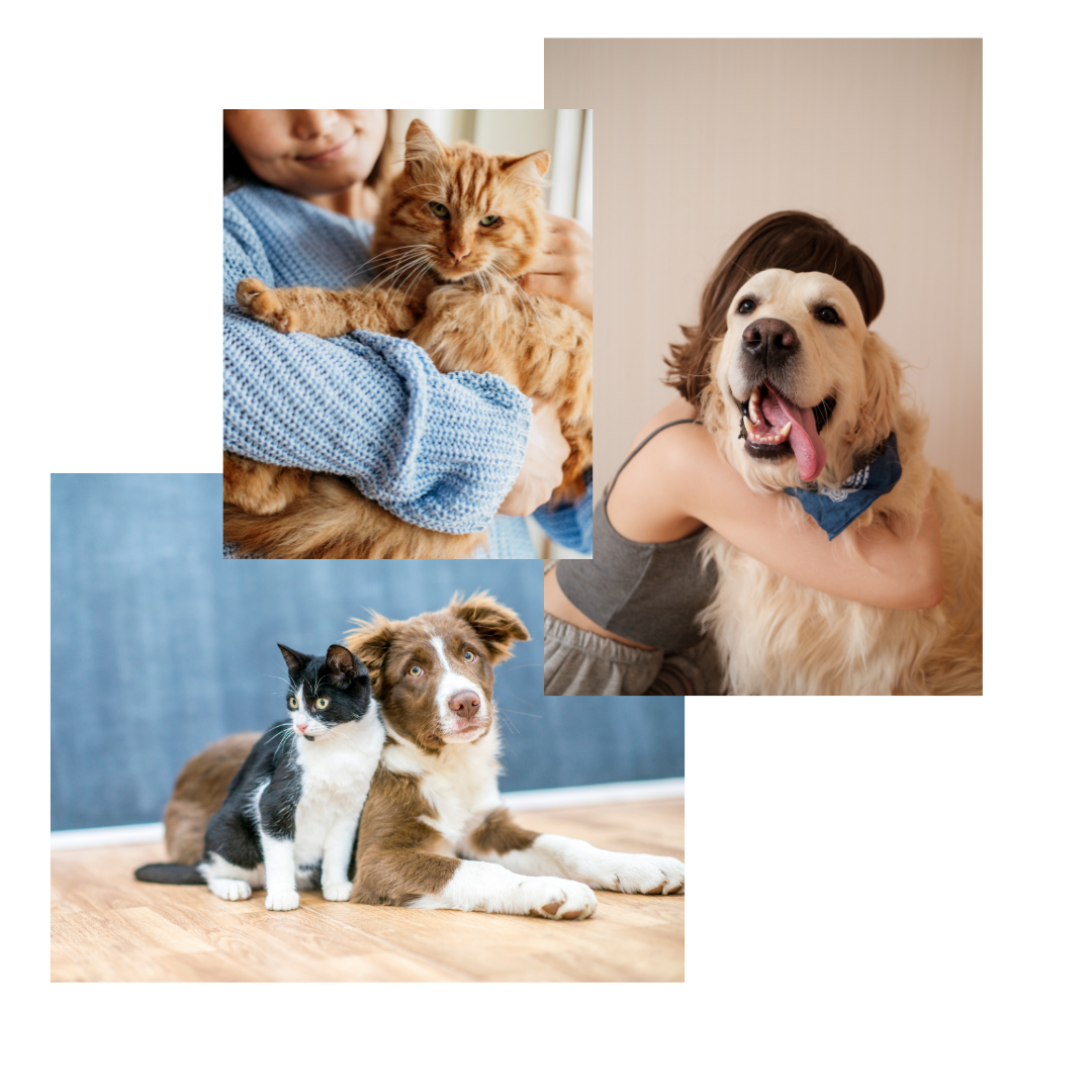 A woman is holding a cat and a dog.